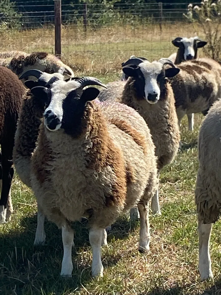 Jacob ewe lambs - Image 3