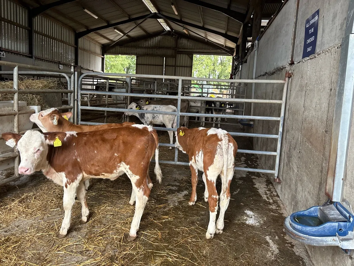 3 purebred nr Simmental heifer’s - Image 3