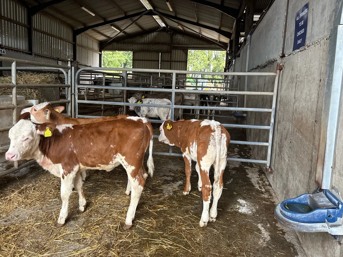 3 purebred nr Simmental heifer’s - Image 4