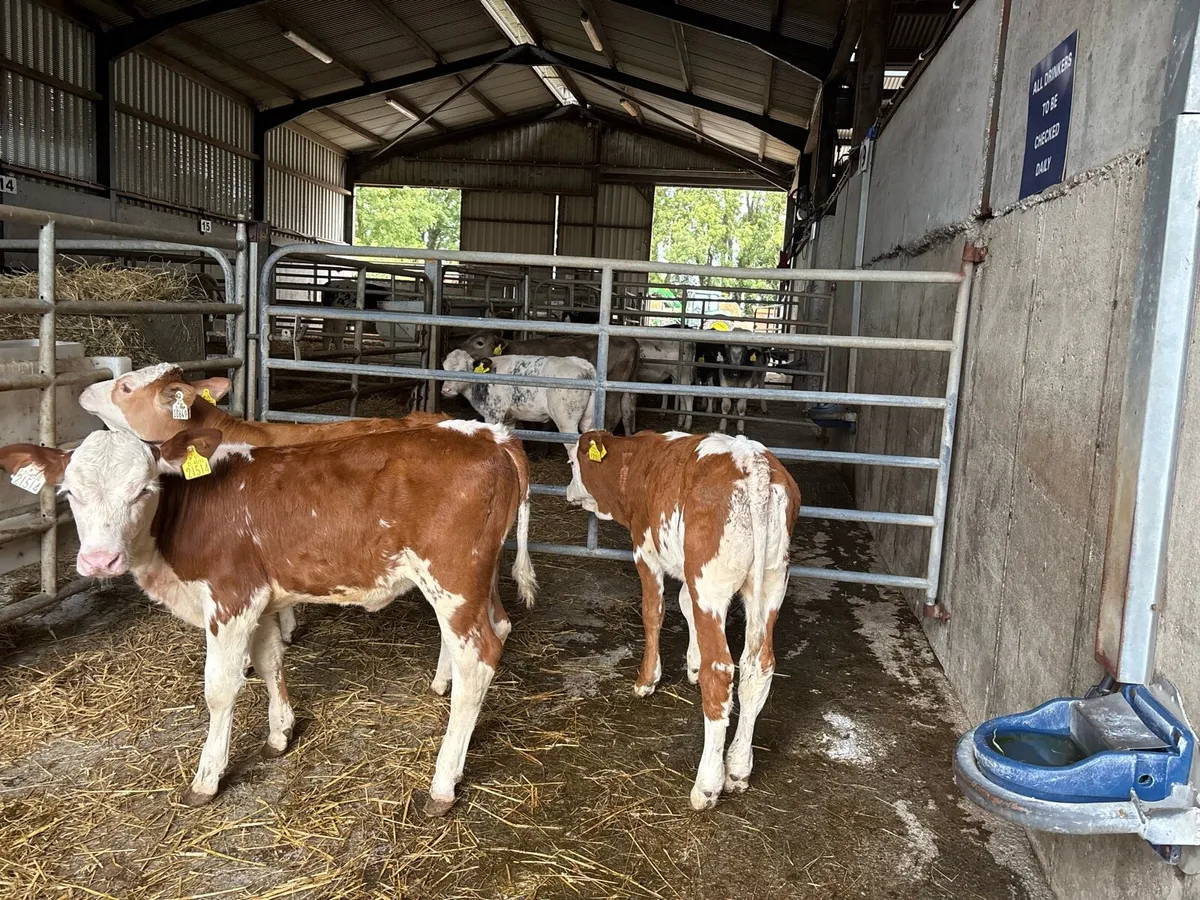 3 purebred nr Simmental heifer’s - Image 1