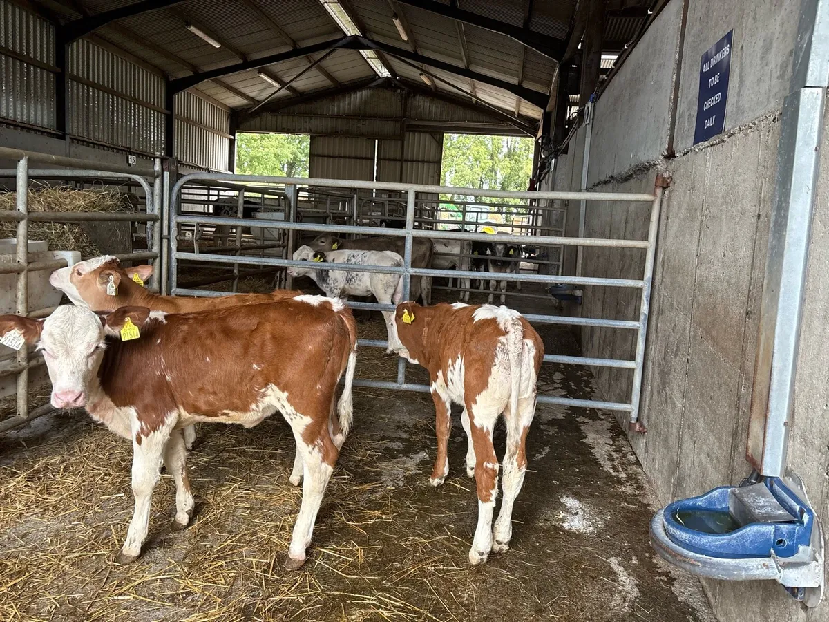 3 purebred nr Simmental heifer’s - Image 2