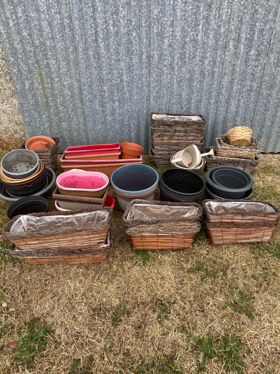 15 Delph Plant pots & around 50 others - Image 2