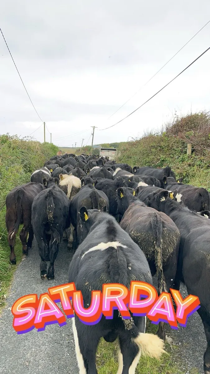 Wanted weaned frisean bulls