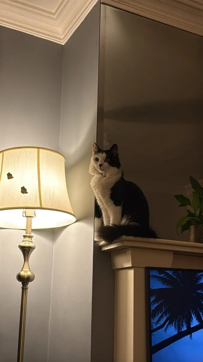 1 year old cat - Image 4
