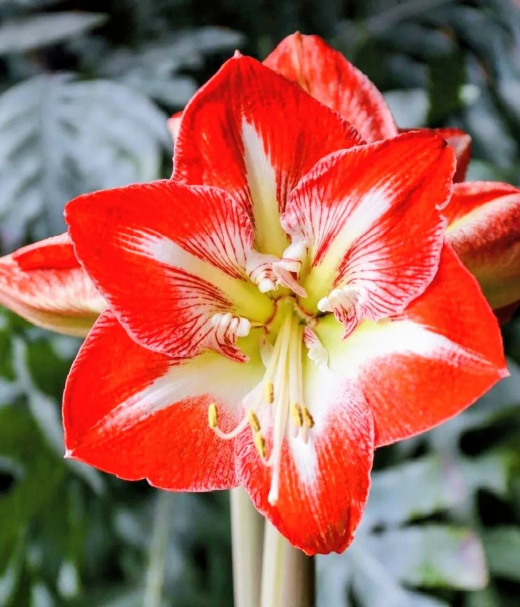 Garden Amaryllis Hardy