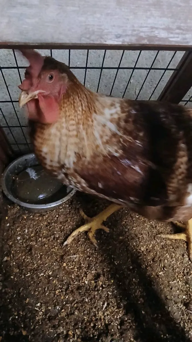 Pb light sussex Roosters - Image 2