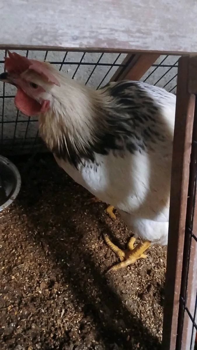 Pb light sussex Roosters - Image 1