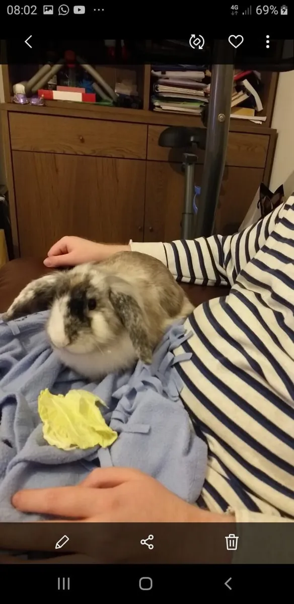 Rabbits for sale - Image 2