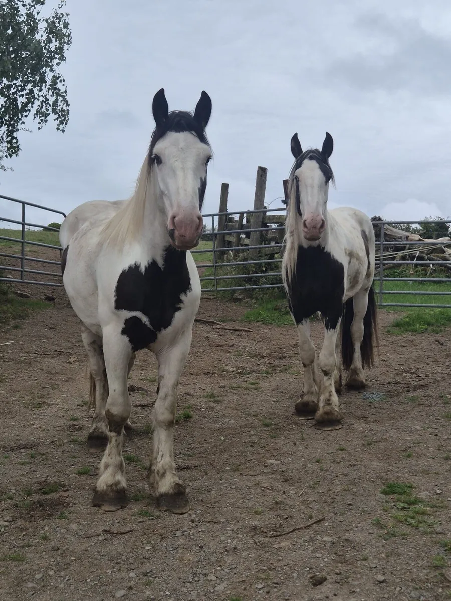 Geldings - Image 2