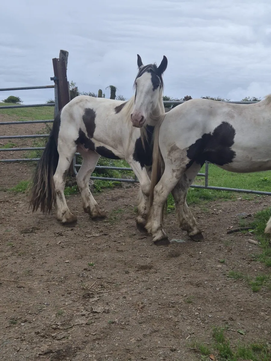 Geldings - Image 3