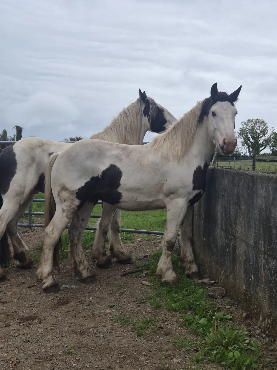 Geldings - Image 4