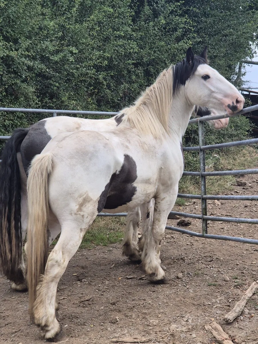 Geldings - Image 1
