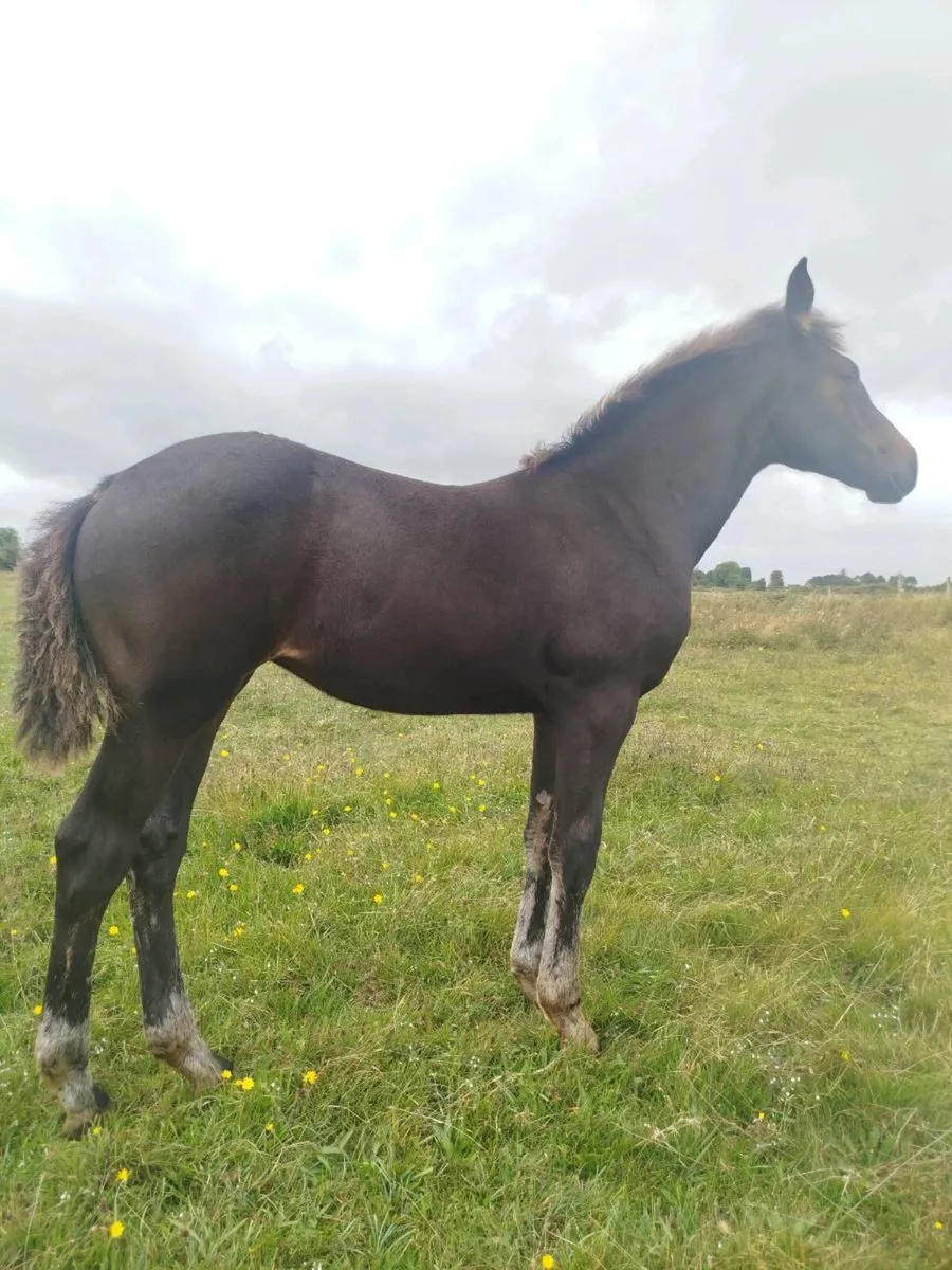 Connie/ISH filly - Image 2