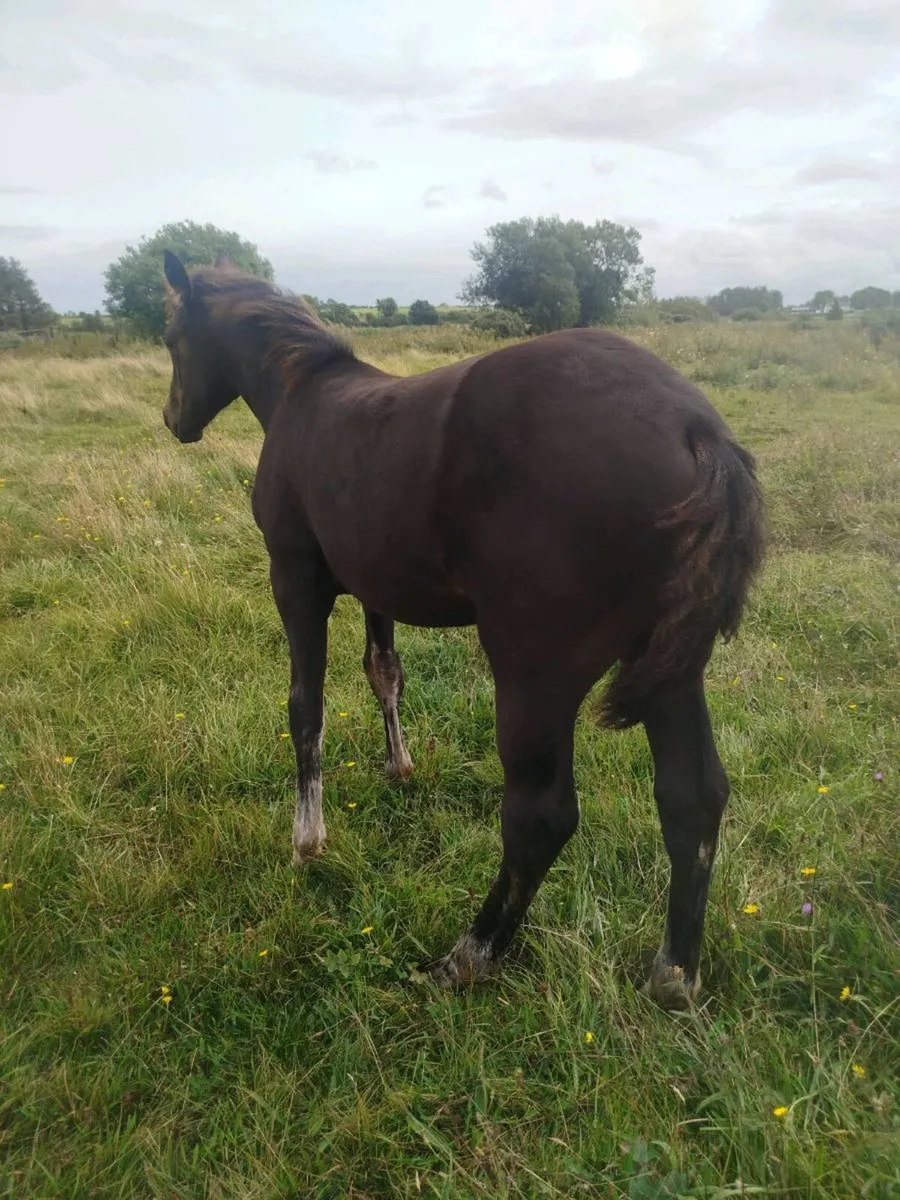 Connie/ISH filly - Image 3