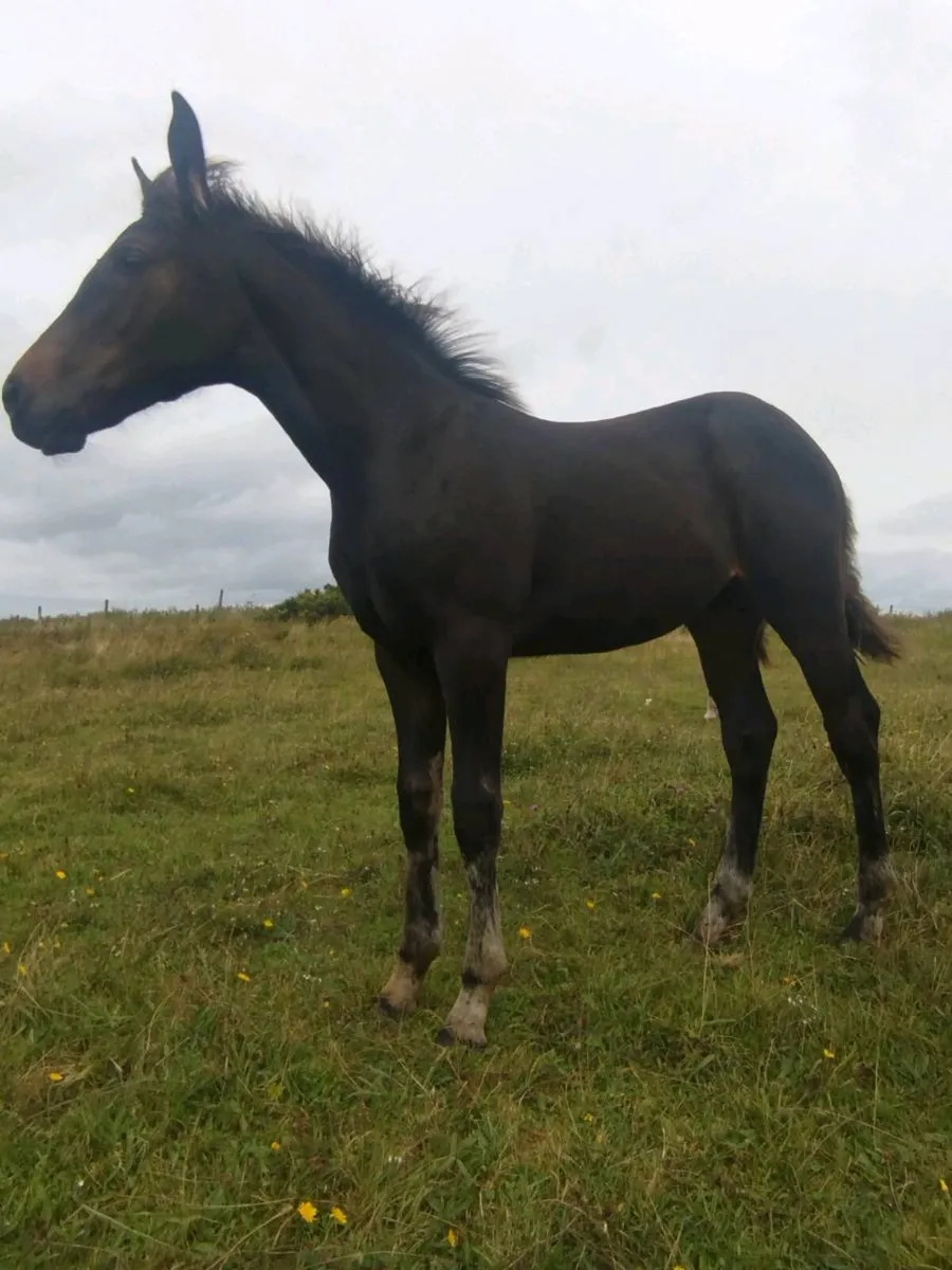 Connie/ISH filly - Image 4