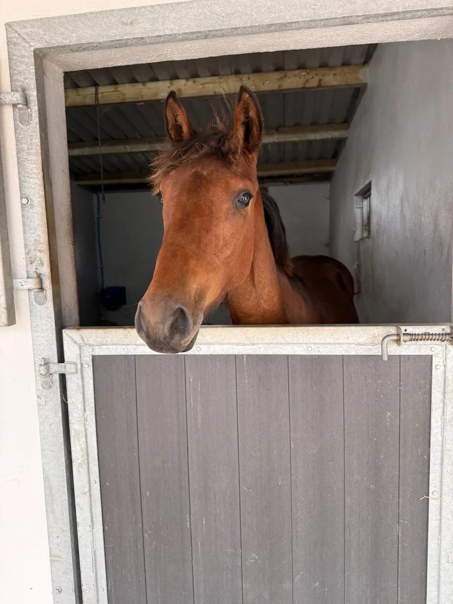 Yearling filly by Kingdom x cloverhill bloodline - Image 1