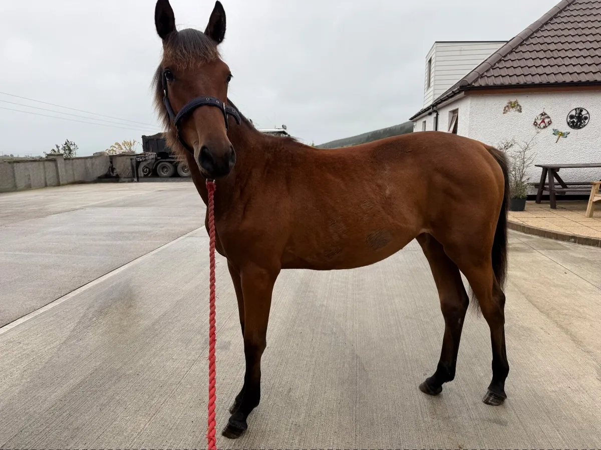 Yearling filly by Kingdom x cloverhill bloodline - Image 2