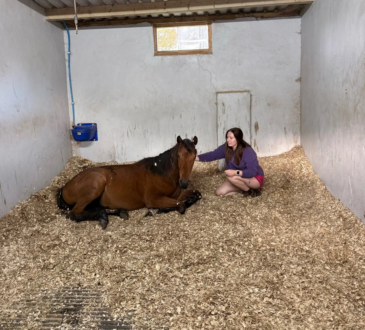 Yearling filly by Kingdom x cloverhill bloodline - Image 4