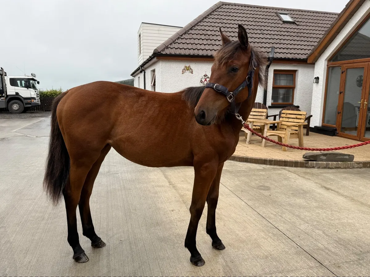Yearling filly by Kingdom x cloverhill bloodline - Image 3