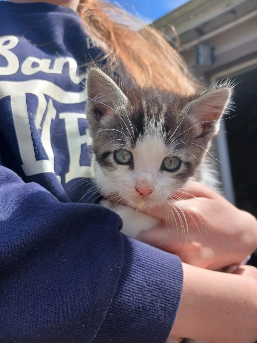 Kittens - Image 2
