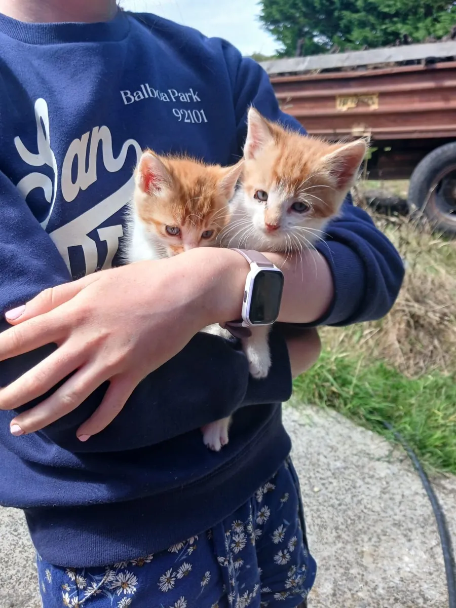 Kittens - Image 3