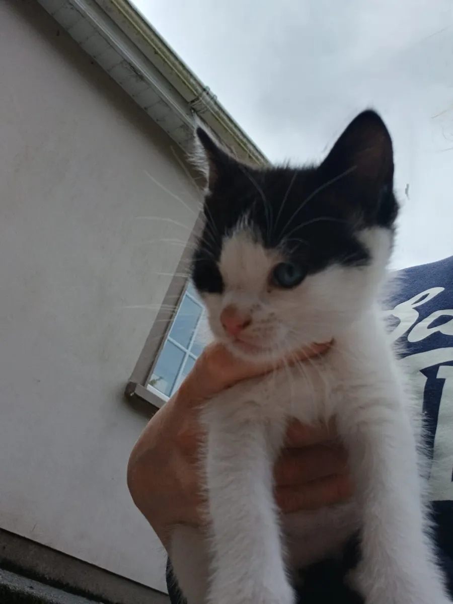 Kittens - Image 4