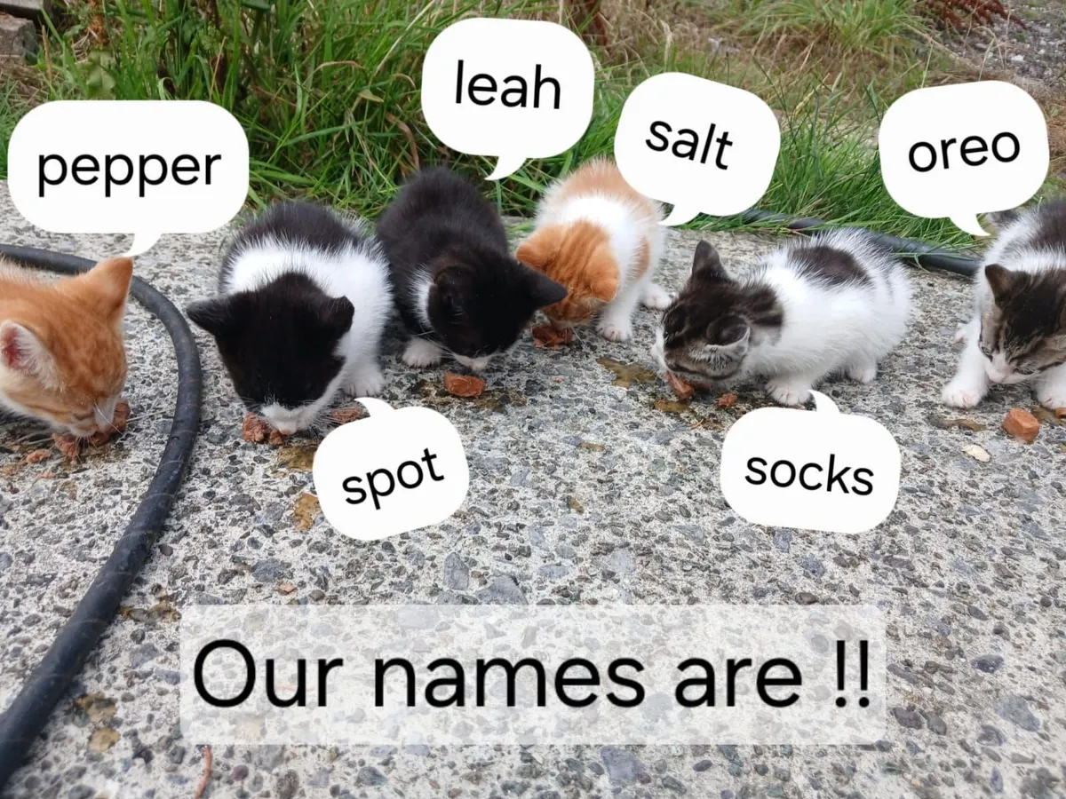 Kittens - Image 1