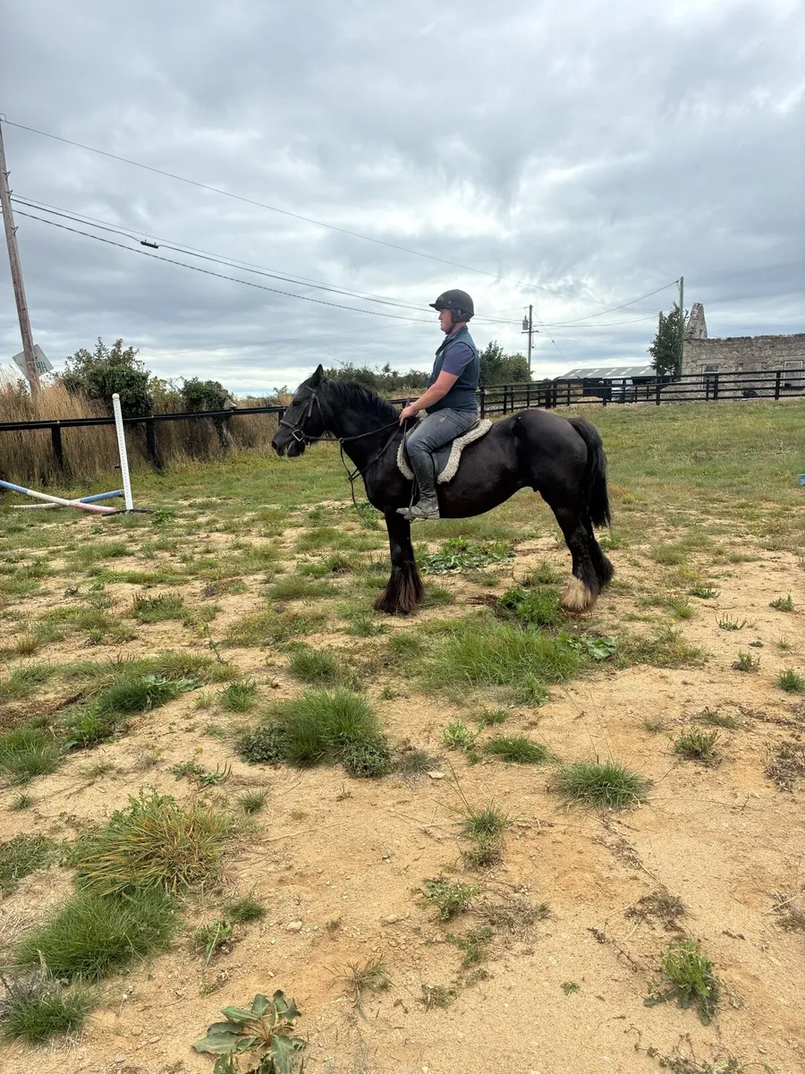 15 year old ride and drive mare - Image 1