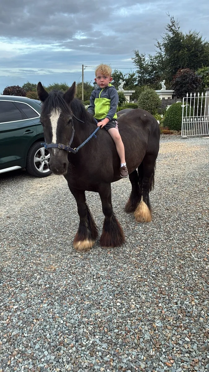 15 year old ride and drive mare - Image 2
