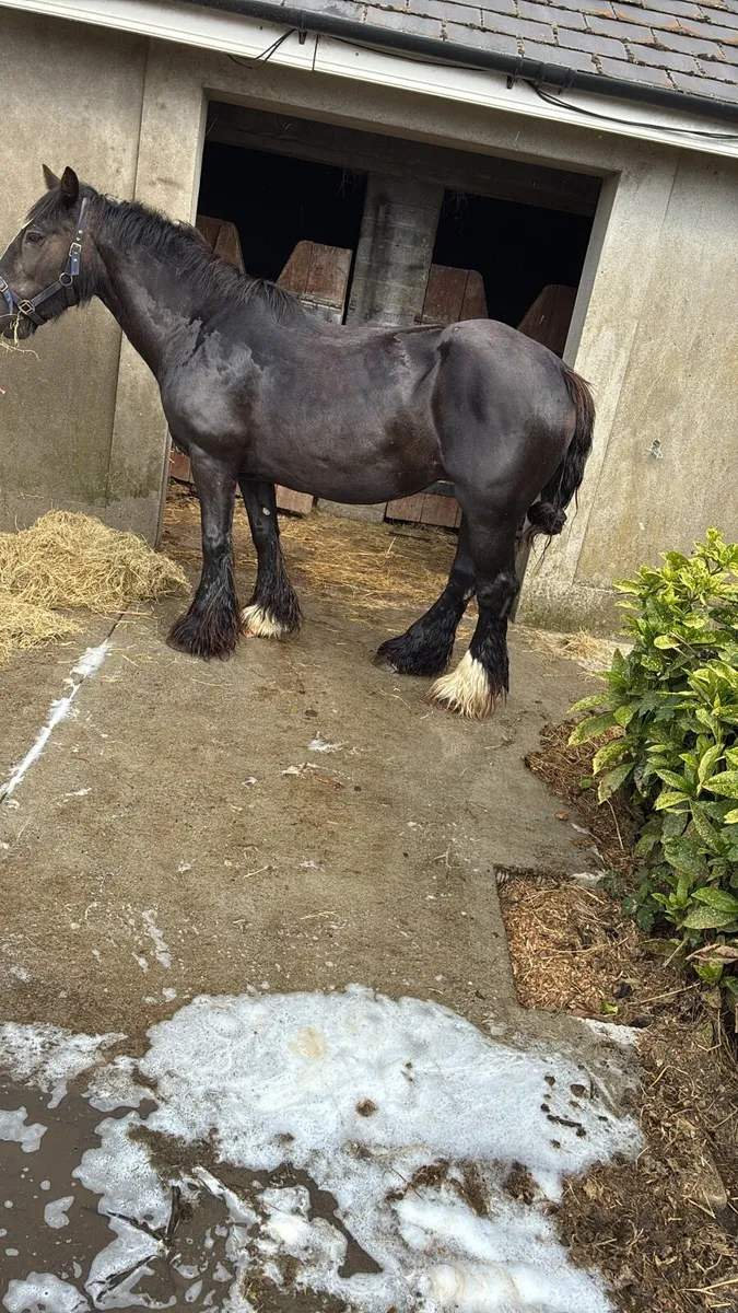 15 year old ride and drive mare - Image 3