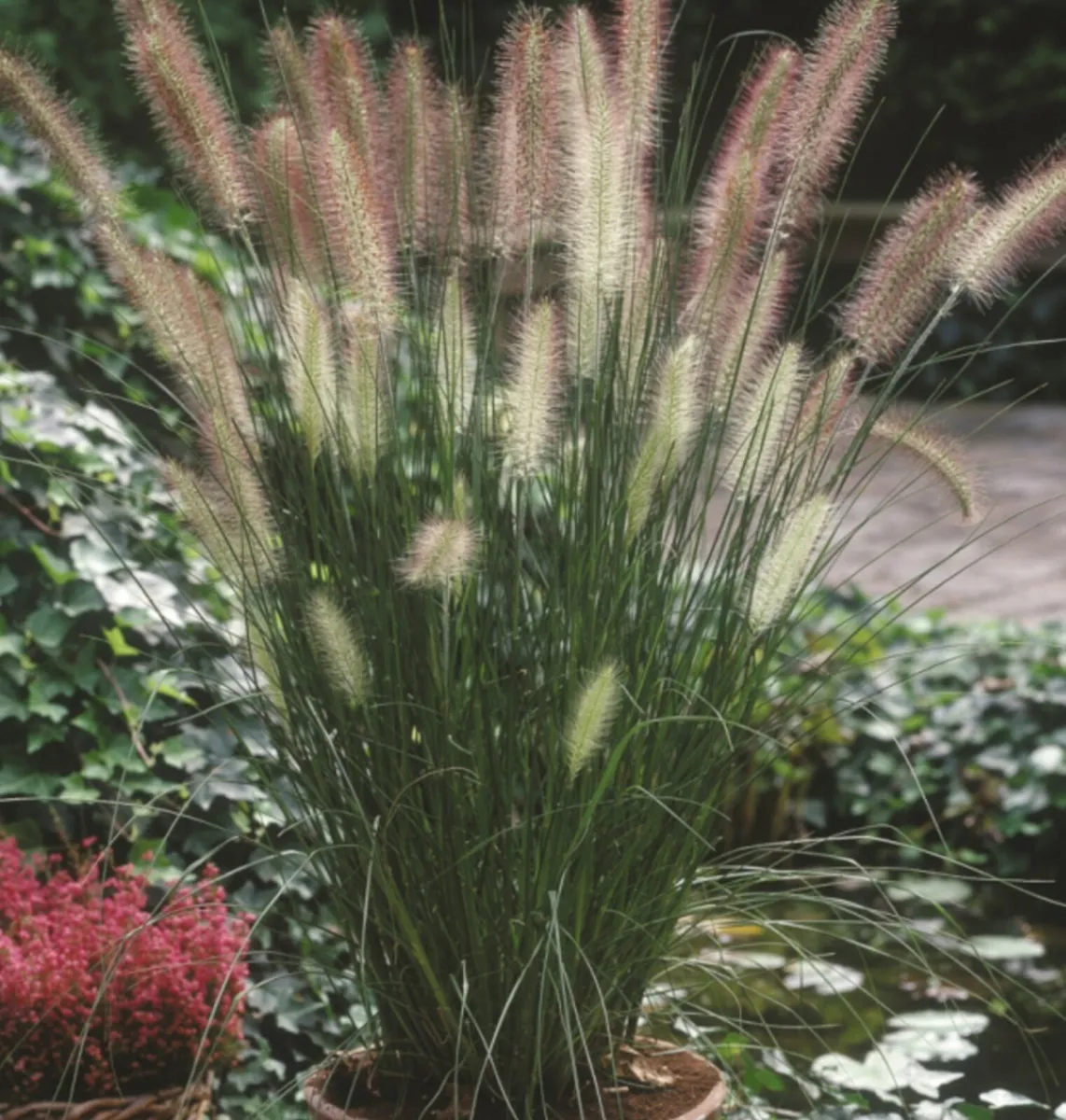Pampas grass, Chinese fountain. - Image 4