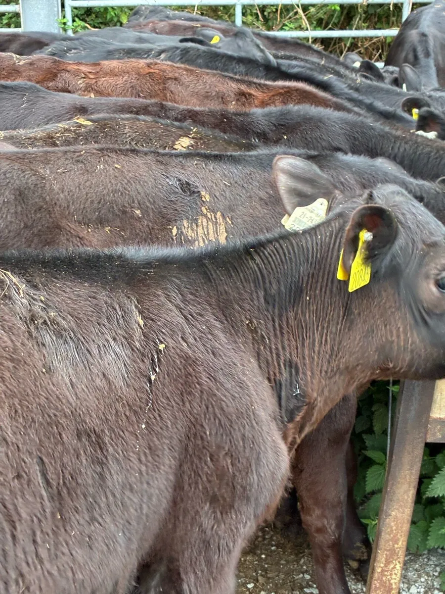 35 SUPER QUALITY GRASS AA BULL WEANLINGS - Image 4