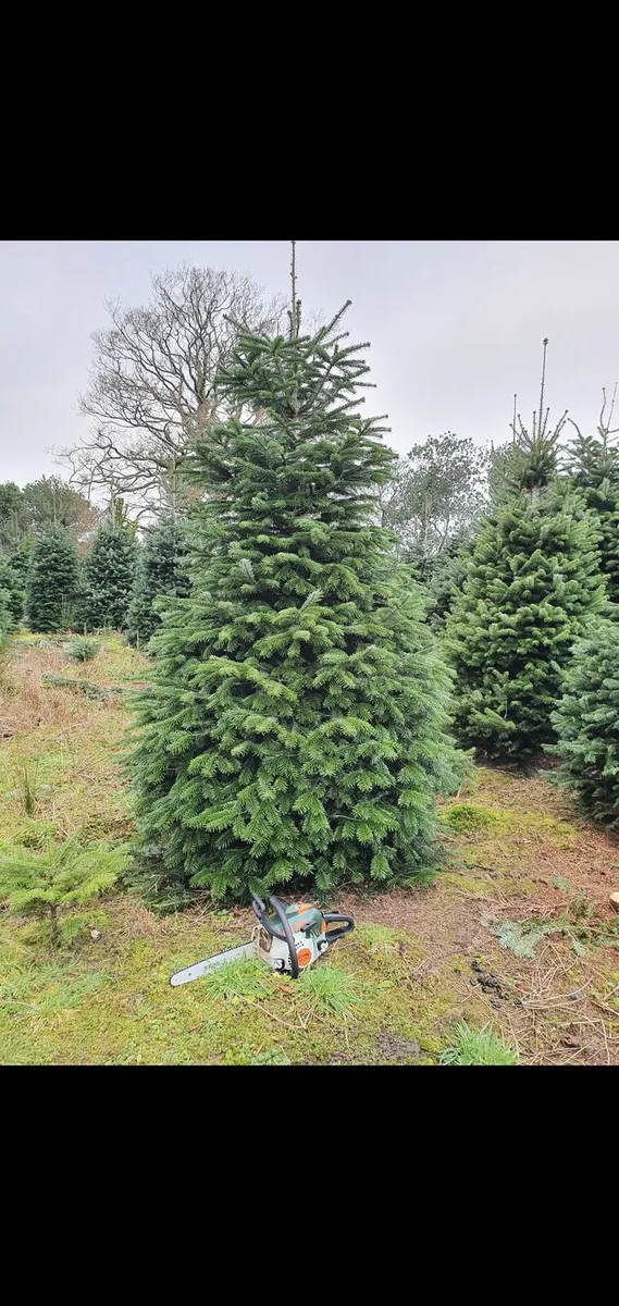 Norman Fir Foilage...5.3/4 acres - Image 1