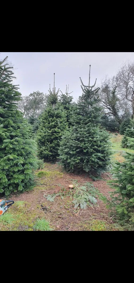 Norman Fir Foilage...5.3/4 acres - Image 2