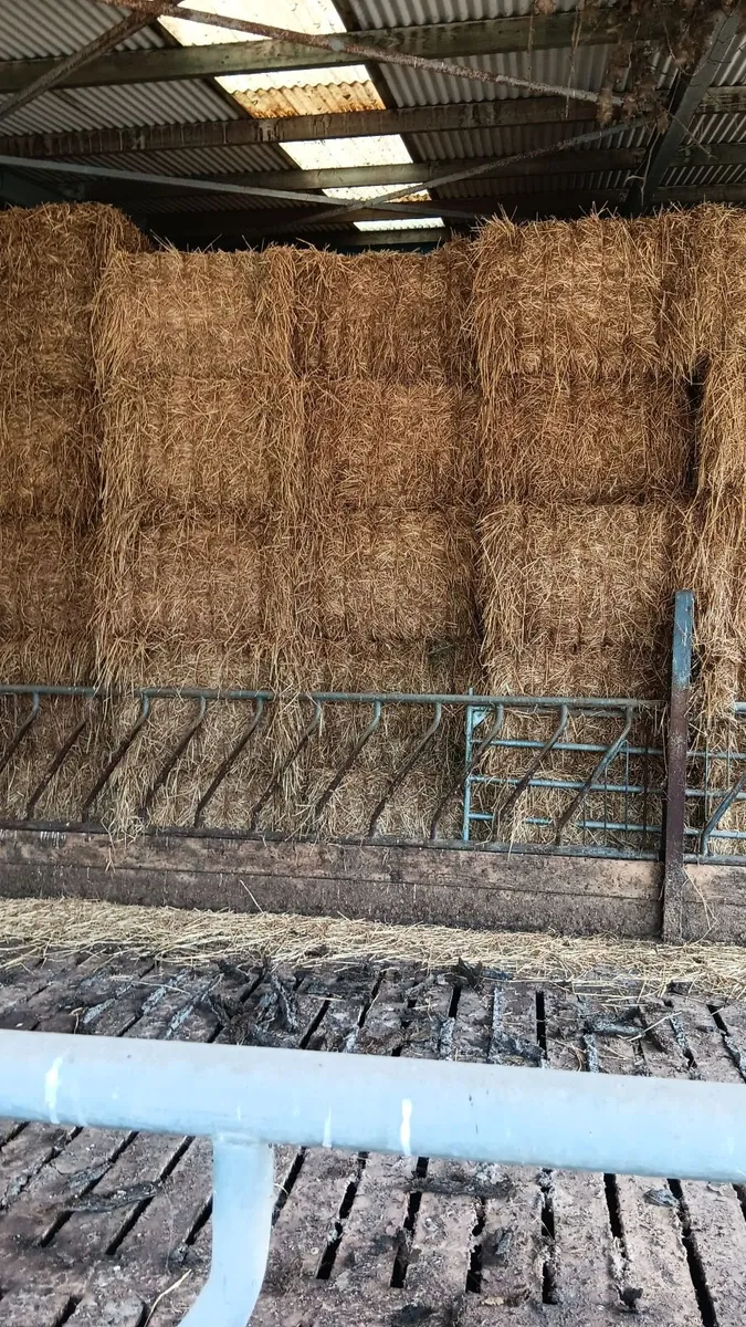 Wheaten straw - Image 2
