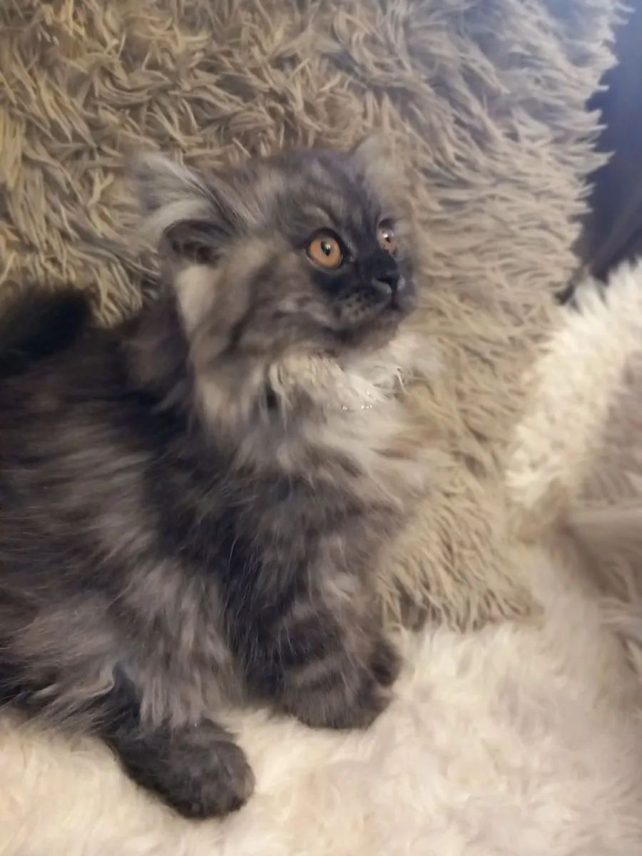 Beautiful Persian  Kitten - Image 3