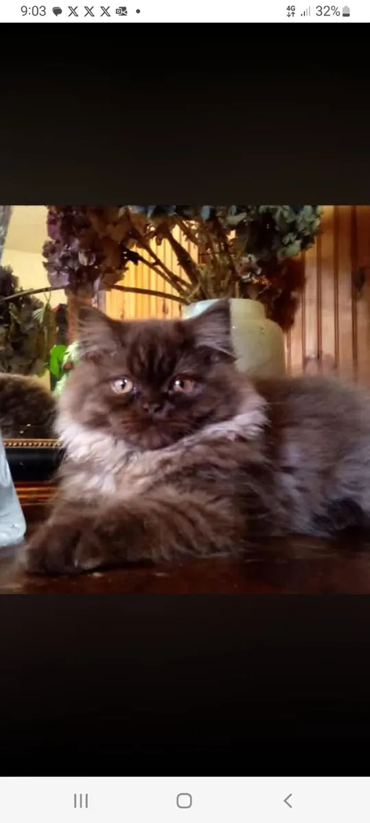 Beautiful Persian  Kitten - Image 2