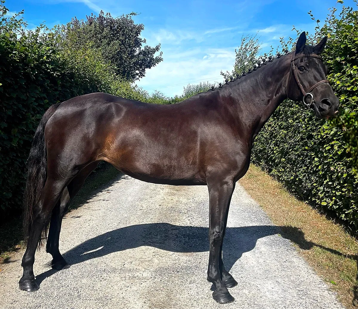 Future top track pony