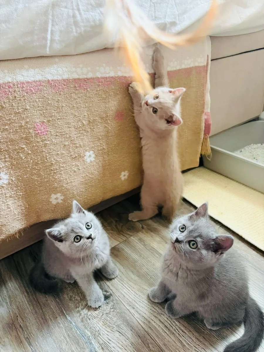 British shorthair pedigree kittens - Image 2