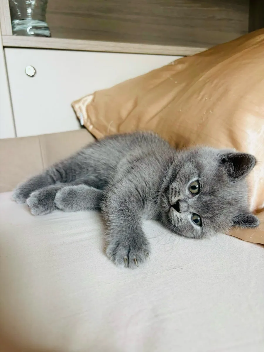British shorthair pedigree kittens - Image 3