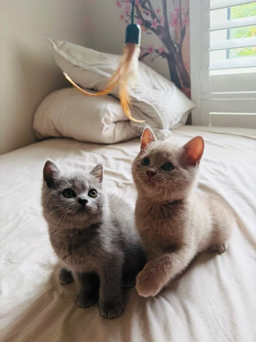 British shorthair pedigree kittens - Image 4