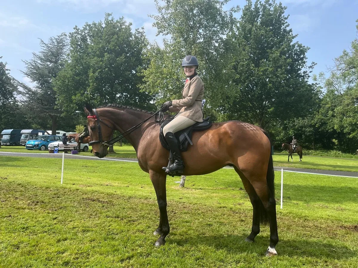 16.2hh Horse For Full Loan - Image 2