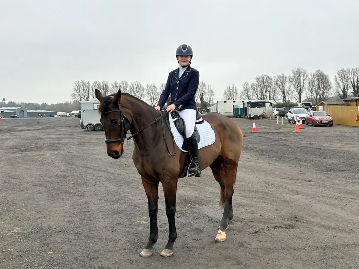 16.2hh Horse For Full Loan - Image 3