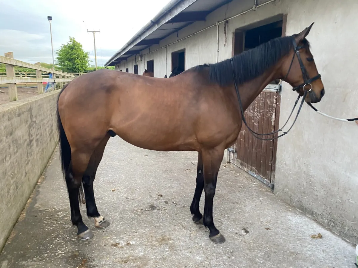 16.2hh Horse For Full Loan - Image 4
