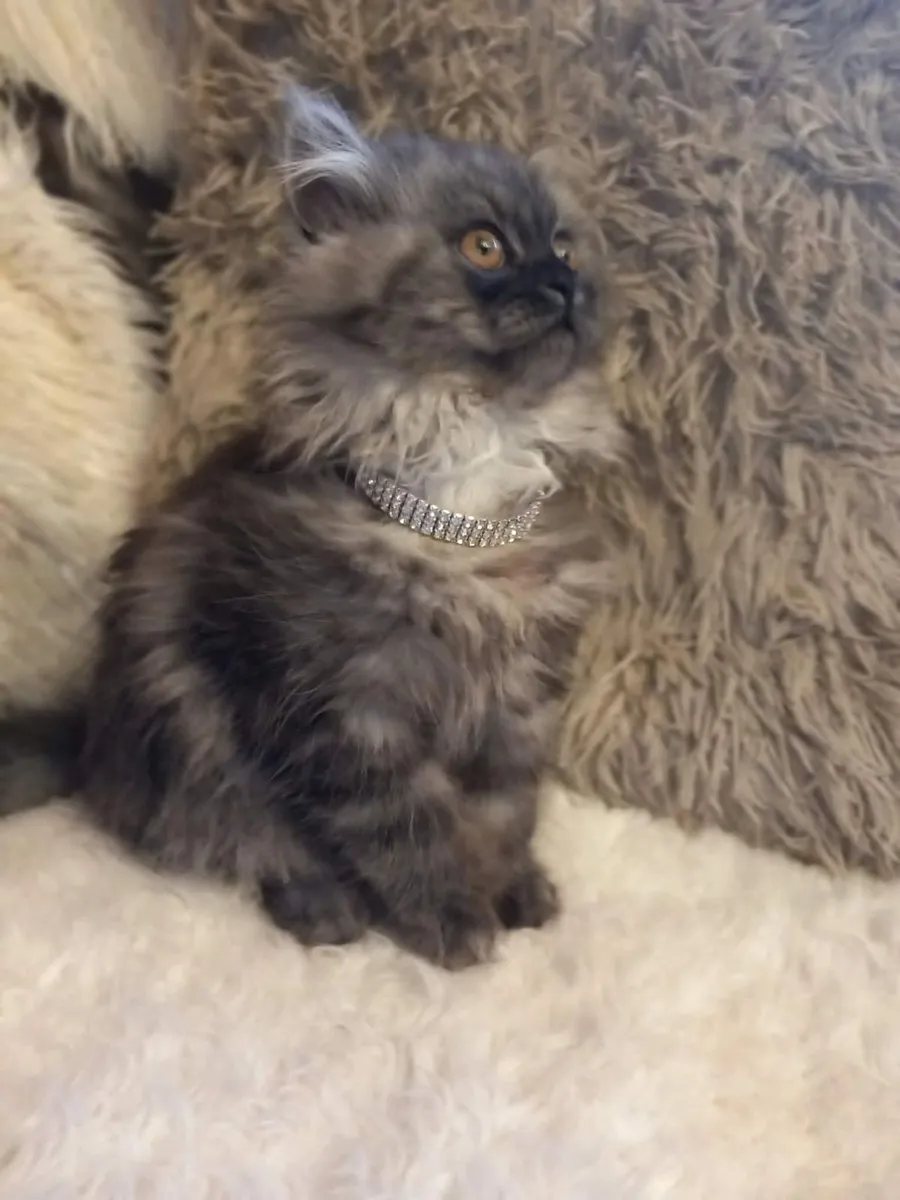 Beautiful Persian  Kitten - Image 4