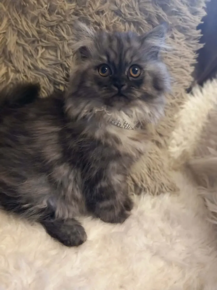 Beautiful Persian  Kitten - Image 1