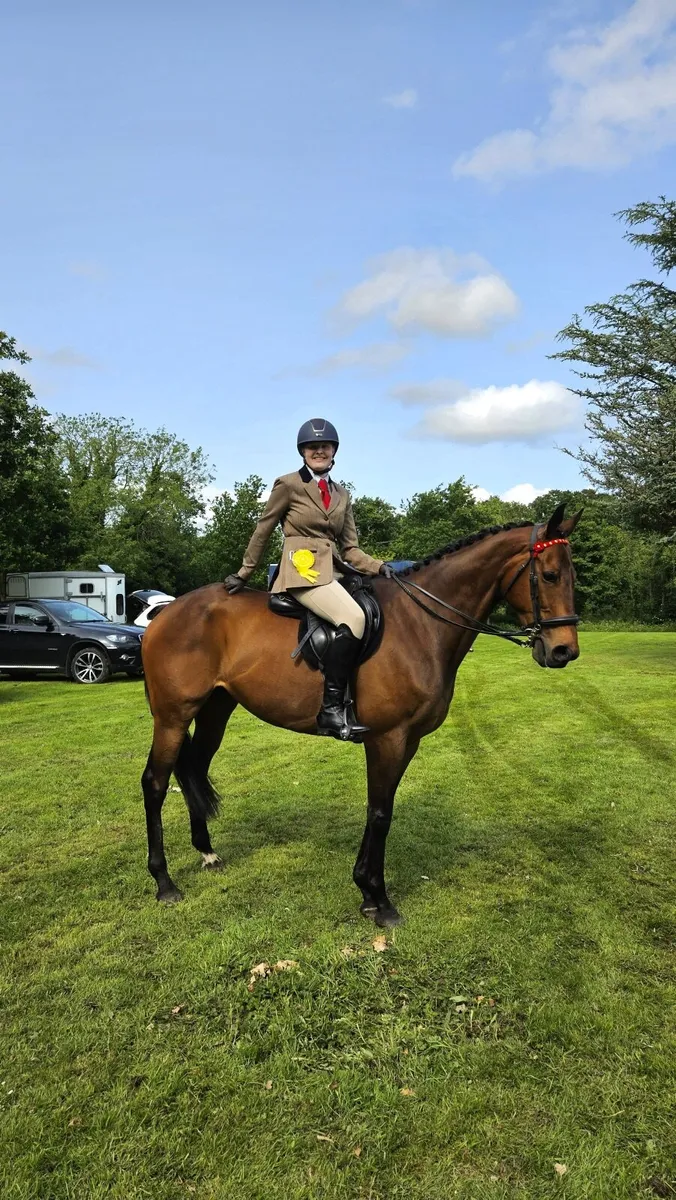16.2hh Horse For Full Loan - Image 1