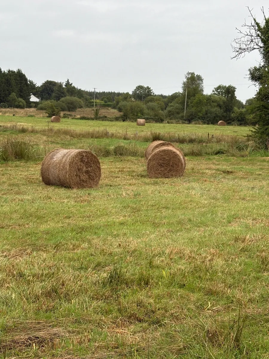 Bedding - Image 1