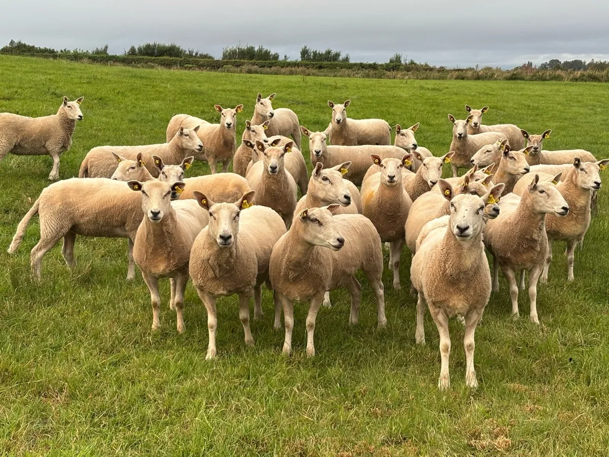 Organic Ewe Hoggets