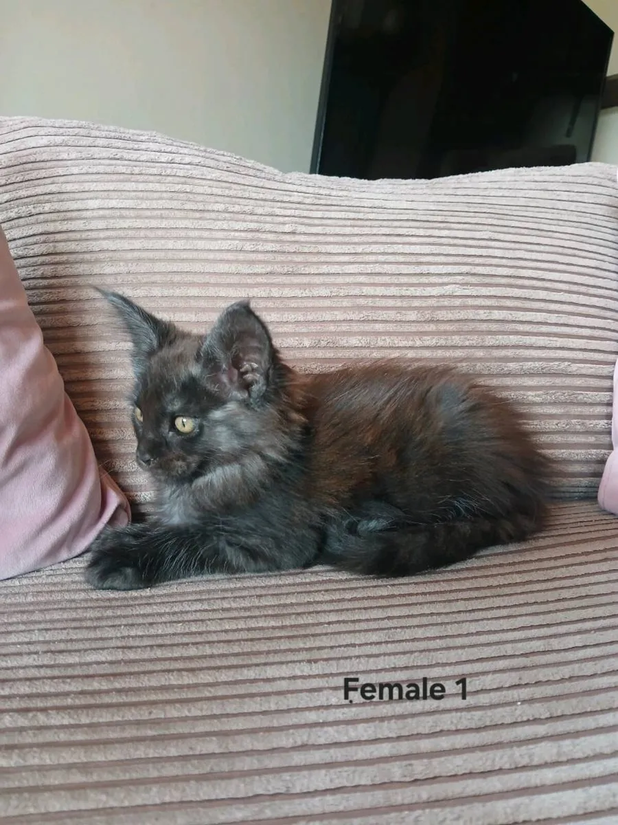 Maine coon kittens